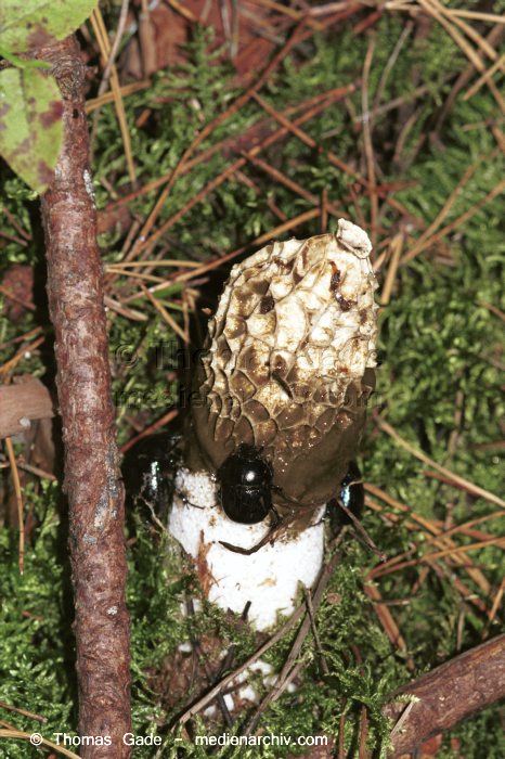 Stinkmorchel (Phallus impudicus)
September 1998. Deutschland. Fungi. Pilze. Stinkmorchel (Phallus impudicus). Familie: Morchelartige (Morchellaceae).
Schlüsselwörter: 1998;Flora;Fungi;Pilz;Pilze;Stinkmorchel;Wald