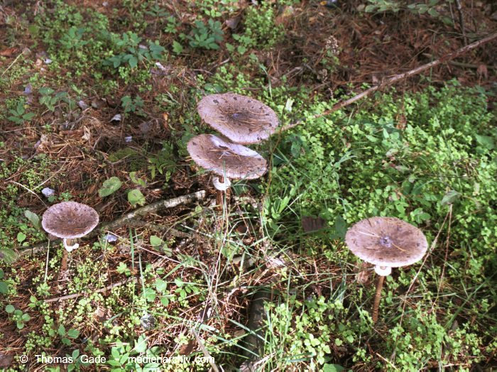 Parasol (Macrolepiota procera)
Oktober 2001. Deutschland. Brandenburg. Tangersdorf. Fungi. Pilze. Parasol (Macrolepiota procera). Familie: Egerlingsartige (Agaricaceae).
Schlüsselwörter: 2001;Amanita pantherina;Brandenburg;Flora;Fungi;Pantherpilz;Pilz;Pilze;Tangersdorf;Wald