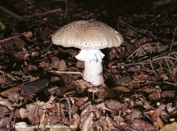 Perlpilz (Amanita rubescens)
November 2001. Deutschland. Brandenburg. Fungi. Pilze. Perlpilz (Amanita rubescens). Familie: Wulstlingsartige (Amanitaceae).
Schlüsselwörter: 2001;Brandenburg;Deutschland;Fungi;Giftig;Pantherpilz;Pilz;Pilze;Wald