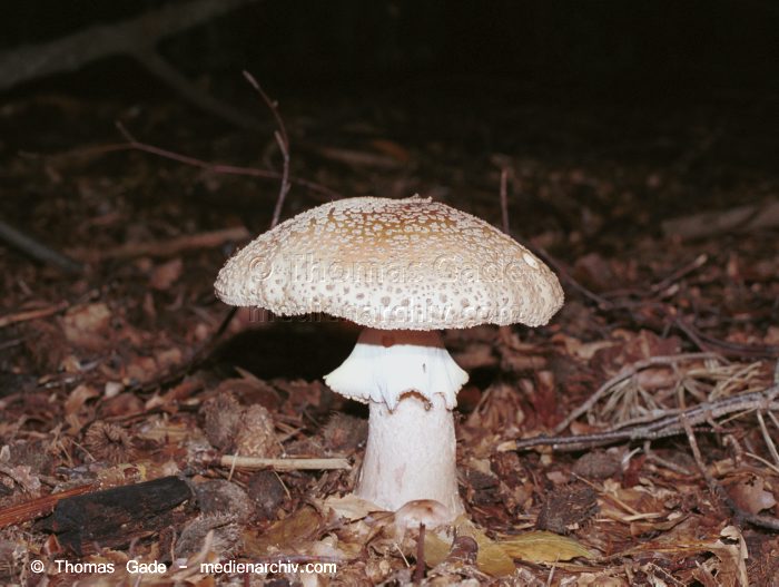 Perlpilz (Amanita rubescens)
November 2001. Deutschland. Brandenburg. Fungi. Pilze. Perlpilz (Amanita rubescens). Familie: Wulstlingsartige (Amanitaceae).
Schlüsselwörter: 2001;Deutschland;Flora;Fungi;Giftig;Pantherpilz;Pilz;Pilze;Wald