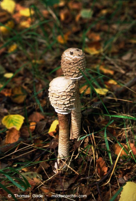 Riesenschirmling (Macrolepiota spec.)
September 1998. Deutschland. Fungi. Pilze. Riesenschirmling (Macrolepiota spec.). Familie: Egerlingsartige (Agaricaceae).
Schlüsselwörter: 1998;Deutschland;Flora;Fungi;Parasol;Pilz;Pilze;Riesen-Schirmling;Wald