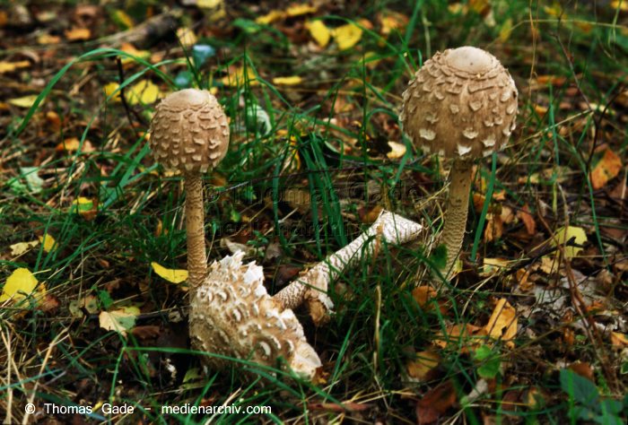 Riesenschirmling (Macrolepiota spec.)
September 1998. Deutschland. Fungi. Pilze. Riesenschirmling (Macrolepiota spec.). Familie: Egerlingsartige (Agaricaceae).
Schlüsselwörter: 1998;Deutschland;Flora;Fungi;Parasol;Pilze;Riesen-Schirmling;Wald