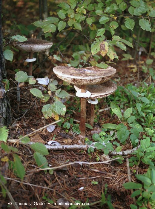 Parasol (Macrolepiota procera)
Oktober 2001. Deutschland. Brandenburg. Tangersdorf. Fungi. Pilze. Parasol (Macrolepiota procera). Familie: Egerlingsartige (Agaricaceae).
Schlüsselwörter: 2001;Brandenburg;Flora;Fungi;Parasol;Pilz;Pilze;Speisepilz;Tangersdorf;Wald