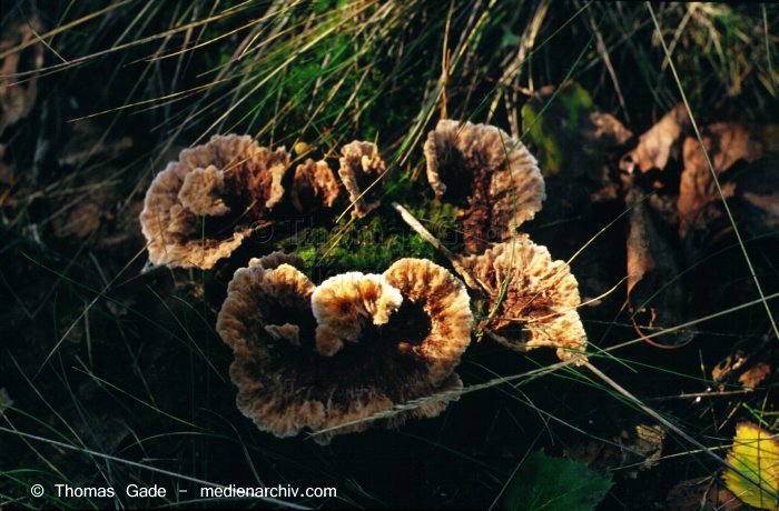 Oktober 1994. Deutschland. Mecklenburg-Vorpommern. Nicht bestimmbar. Familie: Porlinge (Polyporaceae). ;
Schlüsselwörter: 1994;Deutschland;Flora;Fungi;Pilz;Pilze;Riesenporling;Wald