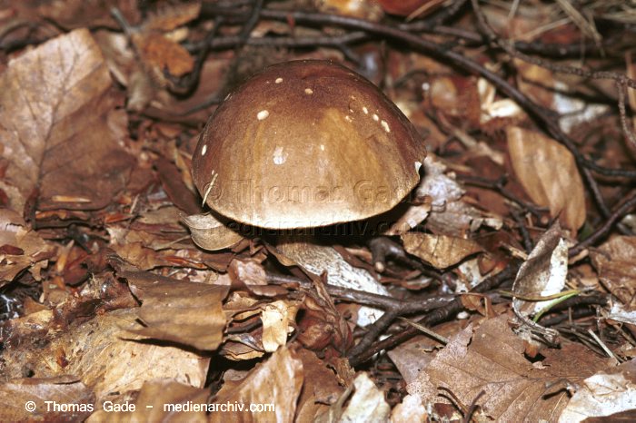 Braunkappe (Leccinum spec.)
September 1998. Deutschland. Fungi. Pilze. Braunkappe (Leccinum spec.). Familie: Röhrlinge (Boletaceae).
Schlüsselwörter: 1998;Flora;Fungi;Pilz;Pilze;Rauhfuss;Wald