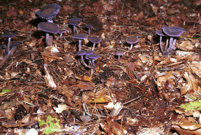 Blätterpilz (Agaricales)
November 2001. Deutschland. Brandenburg. Fungi. Pilze. Ordnung: Blätterpilz (Agaricales). Rötling (Entoloma) oder Lacktrichterling (Laccaria)?
Schlüsselwörter: 2001;Brandenburg;Flora;Fungi;Giftig;Muscarin;Pilz;Pilze;Risspilz;Wald