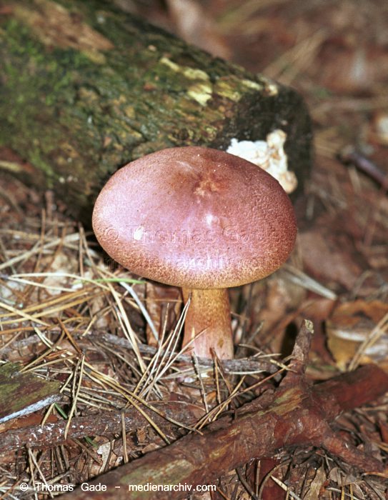 Rötlicher Holzritterling (Tricholomopsis rutilans)
September 1998. Deutschland. Fungi. Pilze.      Rötlicher Holzritterling (Tricholomopsis rutilans). Familie: Ritterlingsartige (Tricholomataceae). Ungeniessbar; findet man nur auf Nadelholz, meist an oder neben Strünken.
Schlüsselwörter: 1998;Flora;Fungi;Holzritterling;Pilz;Pilze;Wald