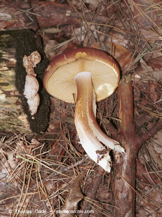 Rötlicher Holzritterling (Tricholomopsis rutilans)
September 1998. Deutschland. Fungi. Pilze. Rötlicher Holzritterling (Tricholomopsis rutilans). Familie: Ritterlingsartige (Tricholomataceae). Vorkommen: im Nadelwald, auf oder neben modernden Strünken.
Schlüsselwörter: 1998;Deutschland;Flora;Fungi;Pilze;Tricholomopsis rutilans;Wald