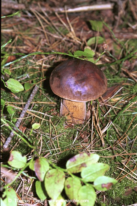 Marone (Xerocomus badius)
September 1998. Deutschland. Fungi. Pilze. Marone (Xerocomus badius). Familie: Röhrlinge (Boletaceae).
Schlüsselwörter: 1998;Deutschland;Flora;Fungi;Pilz;Pilze;Wald