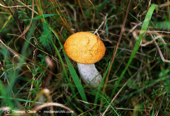 Rotkappe (Leccinum spec.)
September 1998. Deutschland. Fungi. Pilze. Rotkappe (Leccinum spec.). Familie: Röhrlinge (Boletaceae).
Schlüsselwörter: 1998;Deutschland;Espen-Rotkappe;Flora;Fungi;Pilze;Wald
