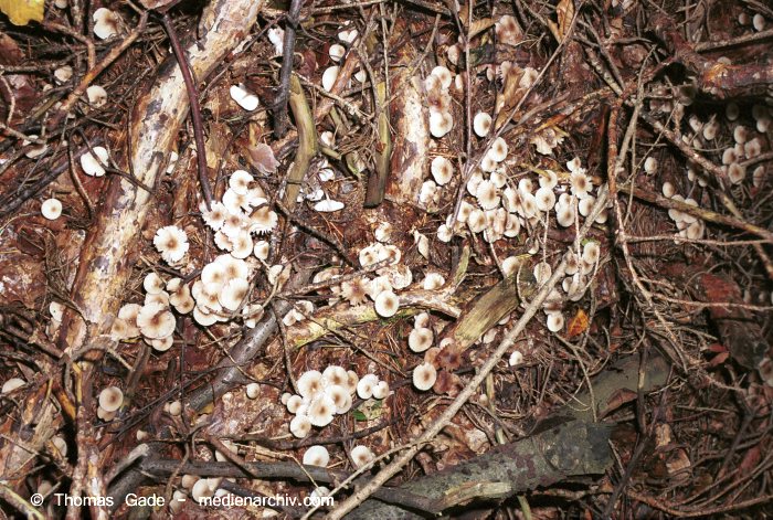 Blätterpilz (Agaricales)
Oktober 2001. Deutschland. Brandenburg. Fungi. Pilze. Ordnung: Blätterpilze (Agaricales). Nicht bestimmbar.
Schlüsselwörter: 2001;Deutschland;Flora;Fungi;Pilz;Pilze;Rübling;Wald