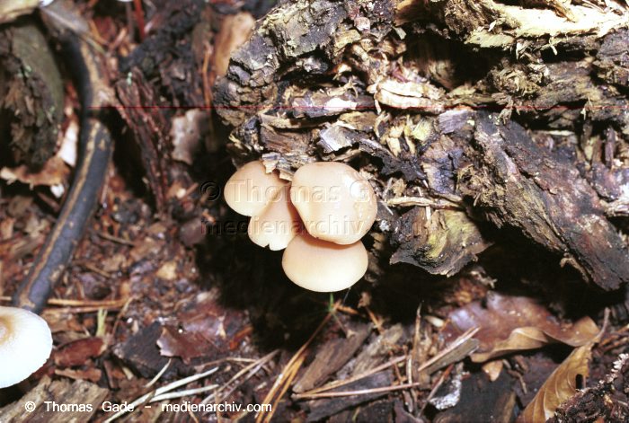 Flächiges Eckenscheibchen (Diatrype stigma) und Rosablättriger Helmling (Mycena cf. galericulata)
Oktober 2001. Deutschland. Brandenburg. Fungi. Pilze. Mitte nicht bestimmbar. Links im Bild sind Flächiges Eckenscheibchen (Diatrype stigma). Familie: Kugelpilze (Sphaeriaceae) und Rosablättriger Helmling (Mycena cf. galericulata). Familie: Ritterlingsartige (Trichomlataceae).
Schlüsselwörter: 2001;Deutschland;Flora;Fungi;Pilz;Pilze;Schwefelkopf;Wald