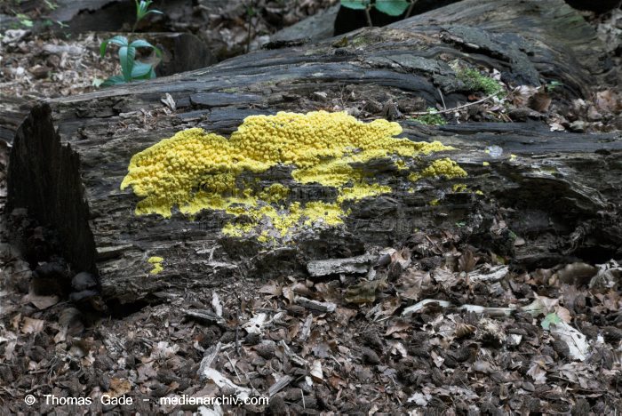 3. 7. 2010. Mecklenburg-Vorpommern. Feldberger Seenlandschaft. Carwitz. Pilze. Schwamm an einem Baumstamm.
3. 7. 2010. Mecklenburg-Vorpommern. Feldberger Seenlandschaft. Carwitz. Fungi. Pilze. Schwamm an einem Baumstamm. Wald
Schlüsselwörter: 2010;Baumstamm;Carwitz;Feldberger Seenlandschaft;Fungi;Mecklenburg-Vorpommern;Pilze;Schwamm;Wald