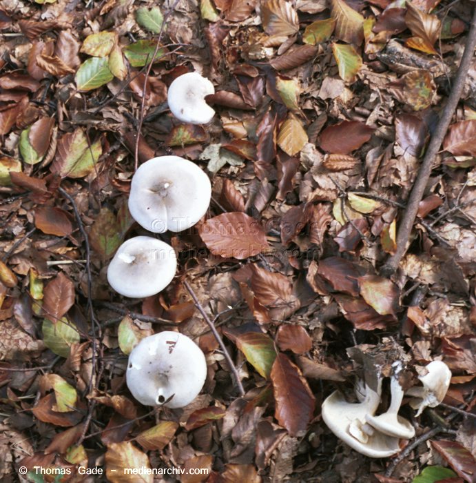 Nebelkappe (Clitocybe nebularis)
Oktober 2001. Deutschland. Brandenburg. Tangersdorf. Fungi. Pilze. Nebelkappe (Clitocybe nebularis). Familie: Ritterlingsartige (Trichlomataceae).
Schlüsselwörter: 2001;Deutschland;Elfenbeinschneckling;Flora;Fungi;Pilz;Pilze;Tangersdorf;Wald