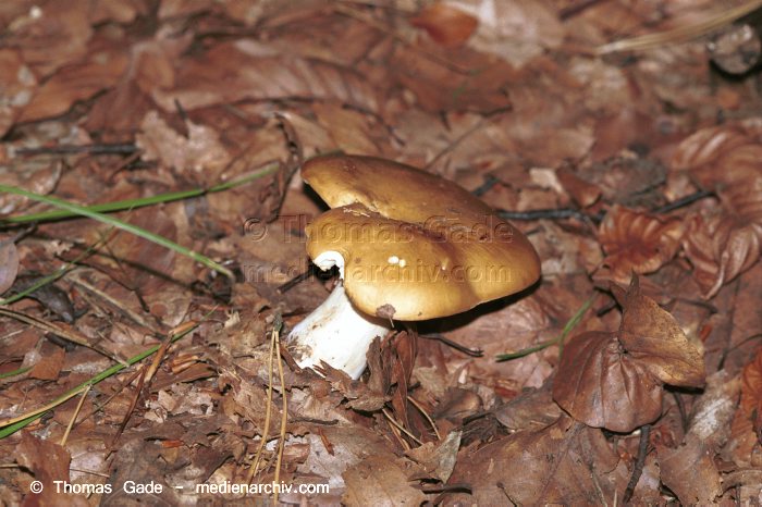 Ockertäubling (Russula ochroleuca)
September 1998. Deutschland. Pilze.

Ockertäubling (Russula ochroleuca). Familie: Täublingsartige (Russulaceae). Vorkommen: im Laub-, besonders aber im Nadelwald sehr häufig. Erscheint von Juni bis Oktober.
Schlüsselwörter: 1998;Deutschland;Flora;Fungi;Pilz;Pilze;Wald