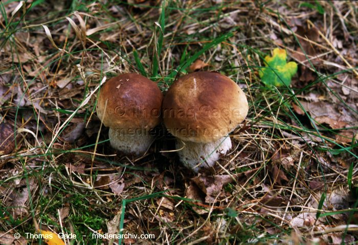 Steinpilz (Boletus edulis s.lat.)
September 1998. Deutschland. Fungi. Pilze. Steinpilz (Boletus edulis s.lat.). Familie: Röhrlinge (Boletaceae).
Schlüsselwörter: 1998;Deutschland;Flora;Fungi;Pilz;Pilze;Steinpilz;Wald