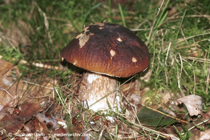 Steinpilz (Boletus edulis s.lat.)
September 1998. Deutschland. Fungi. Pilze. Steinpilz (Boletus edulis s.lat.). Familie: Röhrlinge (Boletaceae).
Schlüsselwörter: 1998;Flora;Fungi;Pilz;Pilze;Speisepilz;Steinpilz;Wald