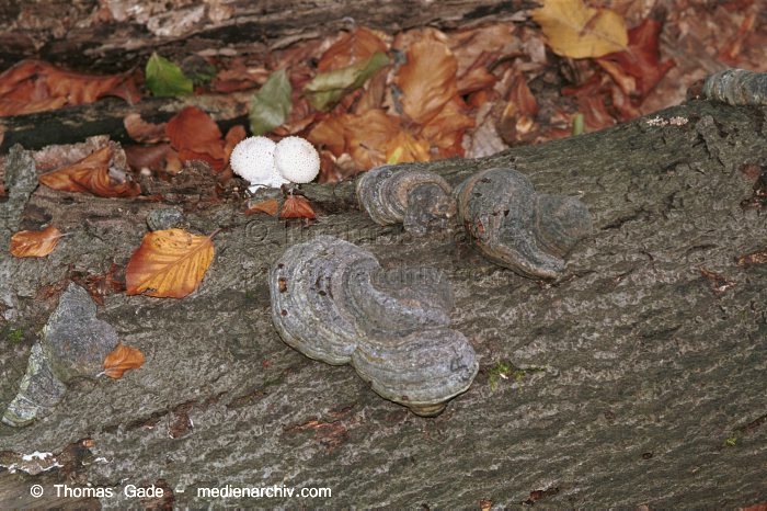 Porling (Polyporacea) und Flaschenstäubling (Lycoperdon perlatum)
September 1998. Deutschland. Fungi. Pilze. Familie:Porling (Polyporacea) und der Flaschenstäubling (Lycoperdon perlatum). Familie: Stäublingsartige (Lycoperdaceae). 
Der Flaschenstäubling kommt in Laub-  und Nadelwäldern vor. Überall sehr häufig.
Schlüsselwörter: 1998;Baumschwamm;Deutschland;Flaschenstäubling;Flora;Fungi;Pilz;Pilze;Wald