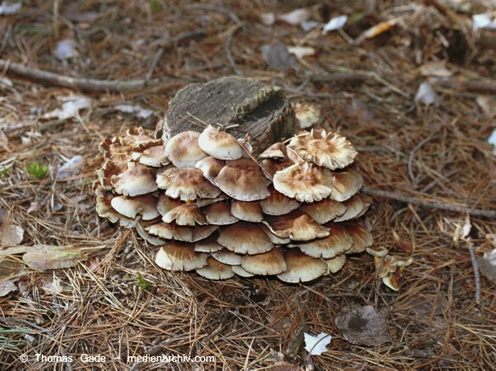 Grünblättriger Schwefelkopf (Hypholoma cf. fasciculare)
Oktober 2001. Deutschland. Brandenburg. Tangersdorf. Fungi. Pilze. Grünblättriger Schwefelkopf (Hypholoma cf. fasciculare). Familie: Träuschlingsartige (Strophariaceae).
Schlüsselwörter: 2001;Brandenburg;Deutschland;Flora;Fungi;Pilz;Pilze;Tangersdorf;Wald