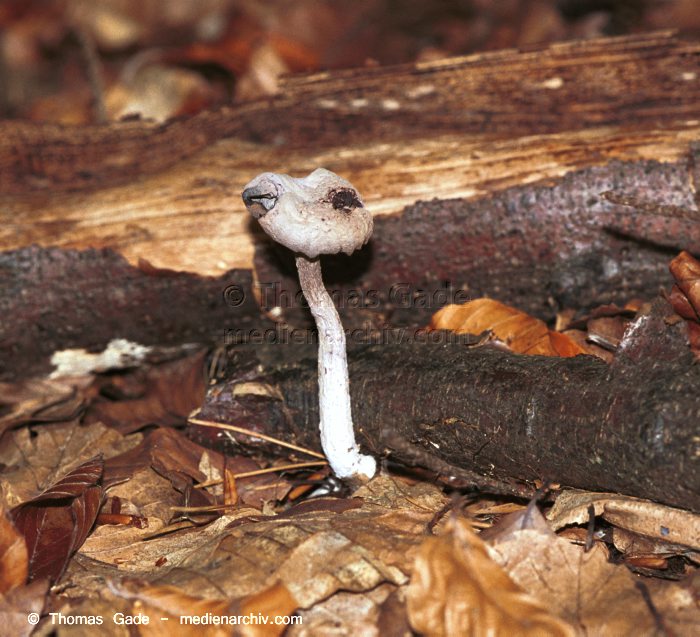 Blätterpilze (Agaricales)
September 1998. Deutschland. Pilze.

Ordnung: Blätterpilze (Agaricales).
Schlüsselwörter: 1998;Astschwindling;Flora;Fungi;Marasmiellus ramealis;Pilz;Pilze;Wald