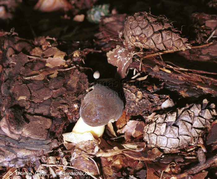 Marone (Xerocomus badius)
Oktober 2001. Deutschland. Brandenburg. Fungi. Pilze. Marone (Xerocomus badius). Familie: Röhrlingsartige (Boletaceae).
Schlüsselwörter: 2001;Brandenburg;Deutschland;Flora;Fungi;Pilz;Pilze;Speisepilz;Wald