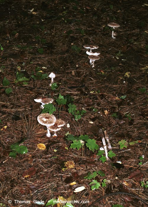 Riesenschirmling (Macrolepiota)
Oktober 2001. Deutschland. Brandenburg. Tangersdorf. Fungi. Pilze. Riesenschirmling (Macrolepiota spec.). Familie: Egerlingsartige (Agaricaceae).
Schlüsselwörter: 2001;Deutschland;Flora;Fungi;Pilz;Pilze;Russula;Tangersdorf;Wald