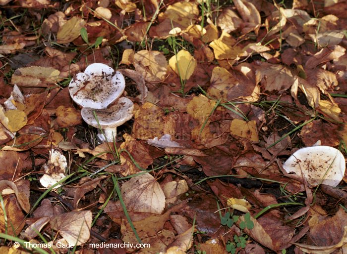 Blätterpilze (Agaricales)
Oktober 2001. Deutschland. Brandenburg. Tangersdorf. Fungi. Pilze. Ordnung: Blätterpilze (Agaricales). evtl. Knollenblätterpilz (Amanita).
Schlüsselwörter: 2001;Brandenburg;Flora;Fungi;Pilz;Pilze;Tangersdorf;Trichterling;Wald