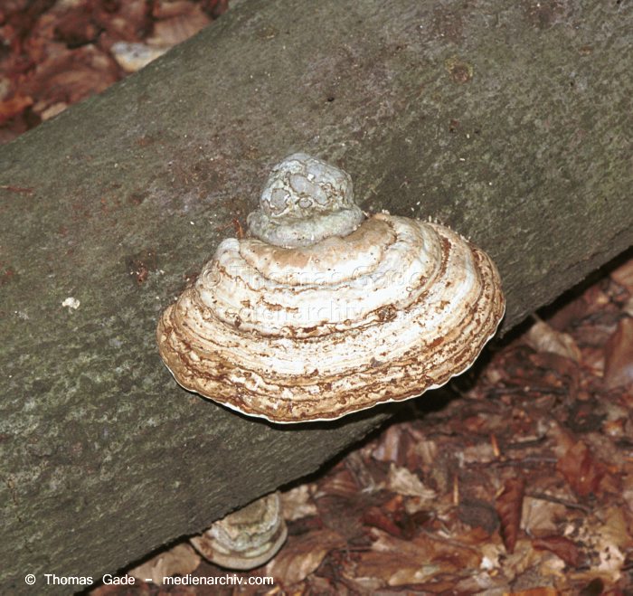 Echter Zunderschwamm (Fomes fomentarius)
September 1998. Deutschland. Pilze.

Echter Zunderschwamm (Fomes fomentarius). Familie: Porlinge (Polyporaceae s. lat.). Meist an absterbenden Buchen, selten an anderen Laubbäumen.
Schlüsselwörter: 1998;Deutschland;Flora;Fomes fomentarius;Fungi;Pilze;Wald