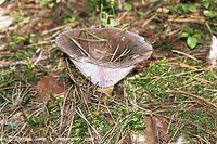 Dateiname=Pilze-199809-27.jpg
Dateigröße=138KB
Abmessungen: 700x466
hinzugefügt am: 27. März 2014 Pilze-199809-27.jpg