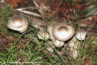 Dateiname=Pilze-199809-41.jpg
Dateigröße=117KB
Abmessungen: 700x469
hinzugefügt am: 27. März 2014 Pilze-199809-41.jpg