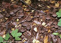 Dateiname=Pilze-200110-39.jpg
Dateigröße=144KB
Abmessungen: 700x496
hinzugefügt am: 27. März 2014 Pilze-200110-39.jpg