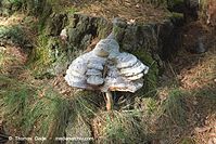 Dateiname=Pilze-20020509-02.jpg
Dateigröße=142KB
Abmessungen: 700x467
hinzugefügt am: 27. März 2014 Pilze-20020509-02.jpg