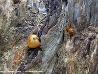 Pilze-20041017-81.jpg