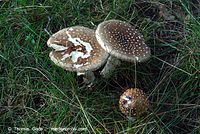Pilze-20070708-31.jpg