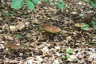 Pilze-20100908-107a.jpg
