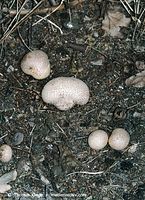 Pilze-Bov-20020824-60.jpg