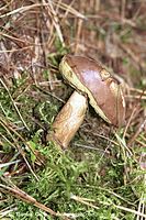 Pilze-But-199809-20.jpg