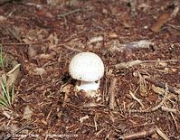Pilze-Cha-200110-03.jpg