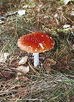Dateiname=Pilze-FLi-200110-02.jpg
Dateigröße=146KB
Abmessungen: 511x700
hinzugefügt am: 27. März 2014 Pilze-FLi-200110-02.jpg