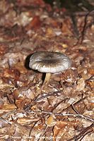 Pilze-Fae-199809-30.jpg