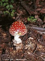 Pilze-Fli-200111-55.jpg