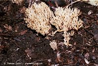 Dateiname=Pilze-Kor-200110-36.jpg
Dateigröße=138KB
Abmessungen: 700x471
hinzugefügt am: 27. März 2014 Pilze-Kor-200110-36.jpg