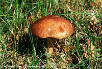 Dateiname=Pilze-Mar-199809-11.jpg
Dateigröße=141KB
Abmessungen: 700x477
hinzugefügt am: 27. März 2014 Pilze-Mar-199809-11.jpg