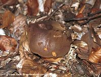 Dateiname=Pilze-Mar-199809-36.jpg
Dateigröße=114KB
Abmessungen: 700x537
hinzugefügt am: 27. März 2014 Pilze-Mar-199809-36.jpg