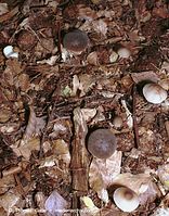 Dateiname=Pilze-Mar-200111-56.jpg
Dateigröße=161KB
Abmessungen: 548x700
hinzugefügt am: 27. März 2014 Pilze-Mar-200111-56.jpg