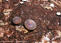 Pilze-Mar-200111-58.jpg