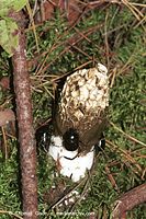 Dateiname=Pilze-Mor-199809-25.jpg
Dateigröße=124KB
Abmessungen: 466x700
hinzugefügt am: 27. März 2014 Pilze-Mor-199809-25.jpg