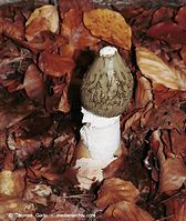 Dateiname=Pilze-Mor-200010-82.jpg
Dateigröße=116KB
Abmessungen: 590x700
hinzugefügt am: 27. März 2014 Pilze-Mor-200010-82.jpg
