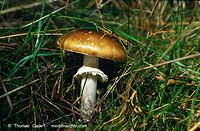 Dateiname=Pilze-Pan-199410-14.jpg
Dateigröße=118KB
Abmessungen: 700x459
hinzugefügt am: 27. März 2014 Pilze-Pan-199410-14.jpg