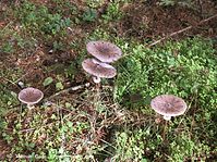 Pilze-Pan-200110-93.jpg